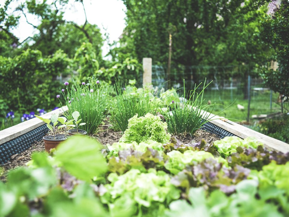 Restored garden with planted beds and clear paths